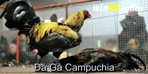 Đá gà Campuchia tại Win55